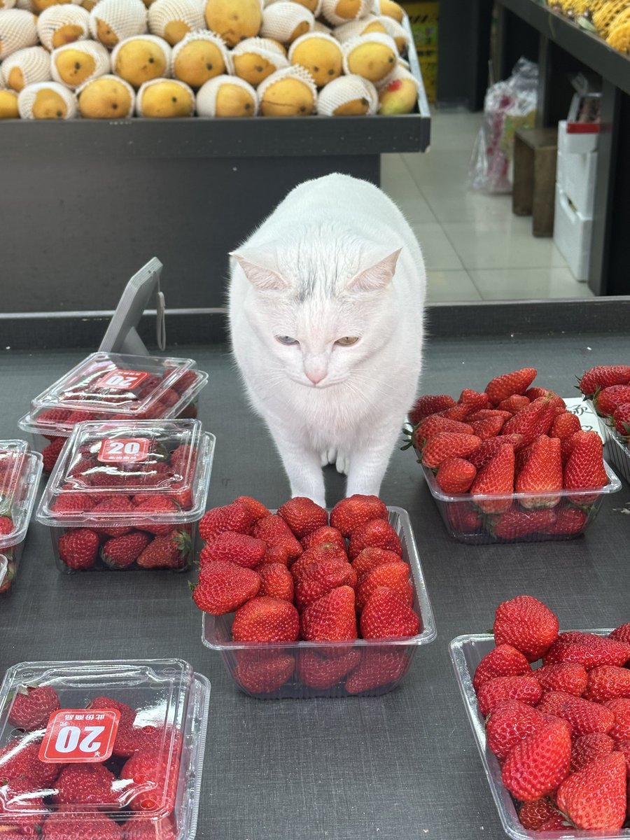 นีนี่ฮุนฮุนเป็นน้องพี่หมี🐻🐱 tweet media