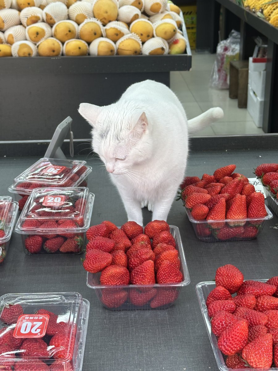 นีนี่ฮุนฮุนเป็นน้องพี่หมี🐻🐱 tweet media