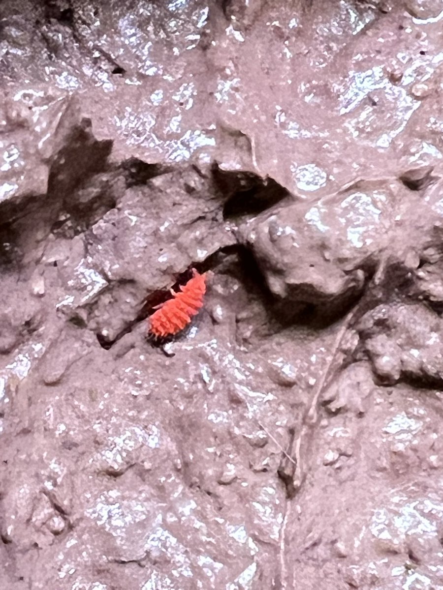 ◡̈⃝UKAMOSH◡̈⃝RANARIO tweet media