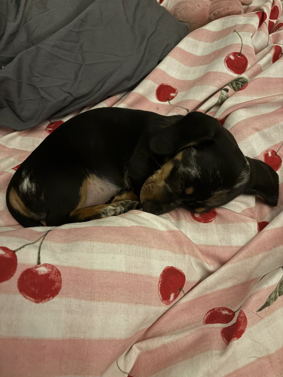 obsesssage's tweet photo. Here is the little menace that has been fucking up my sleep https://t.co/PR2SuK3sfk