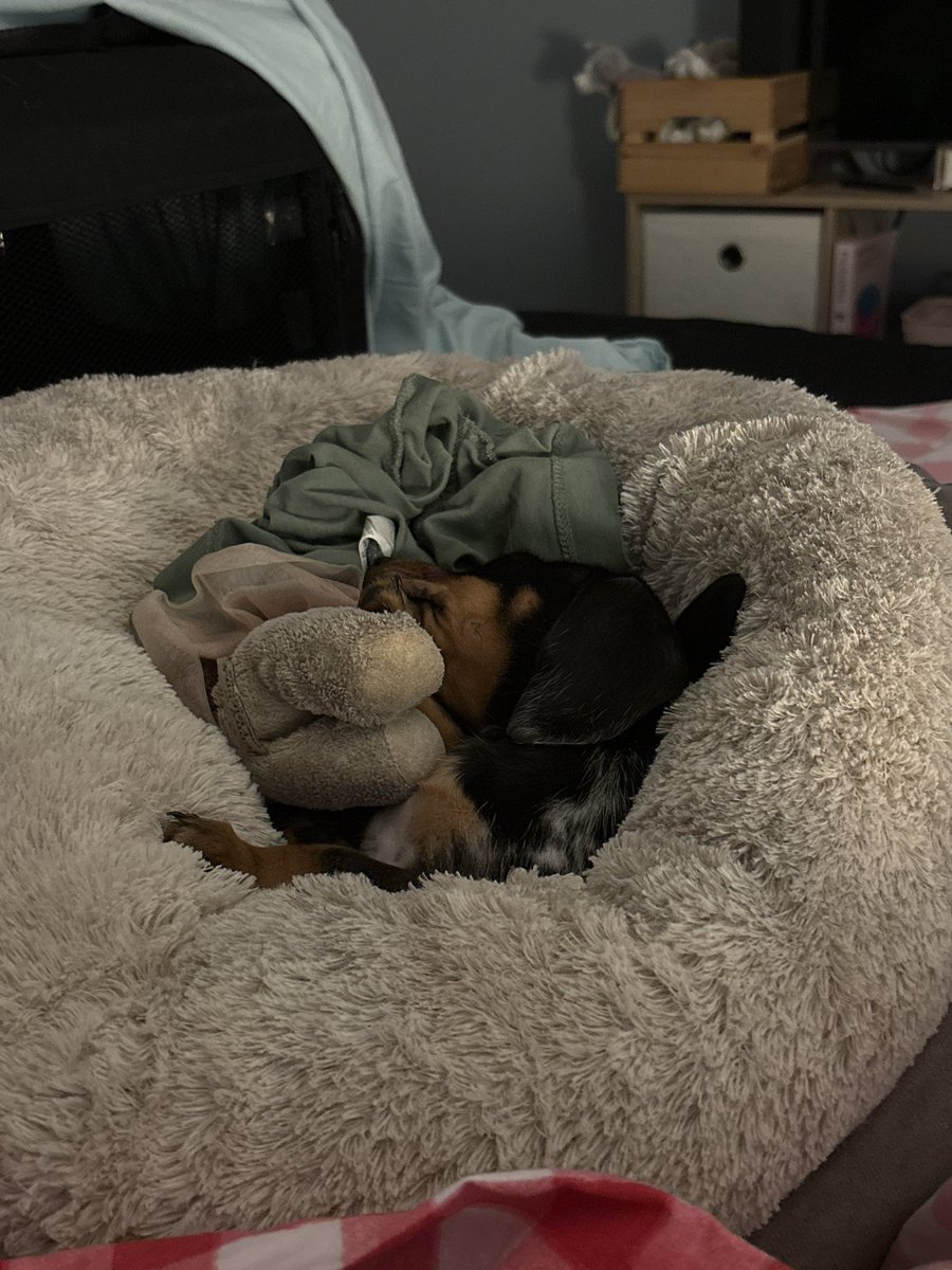 obsesssage's tweet photo. Here is the little menace that has been fucking up my sleep https://t.co/PR2SuK3sfk