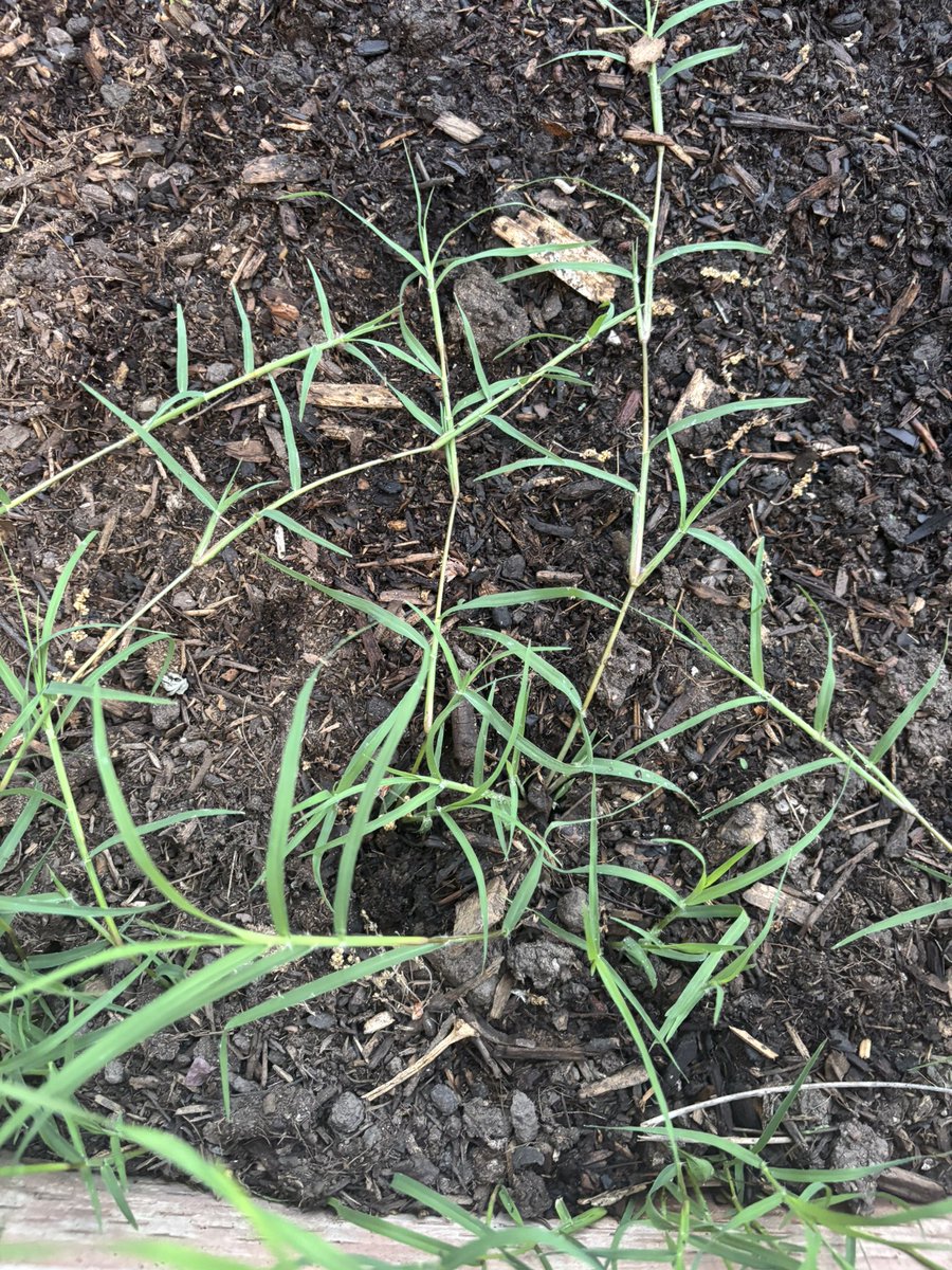 Aurora 🇺🇲 tweet media