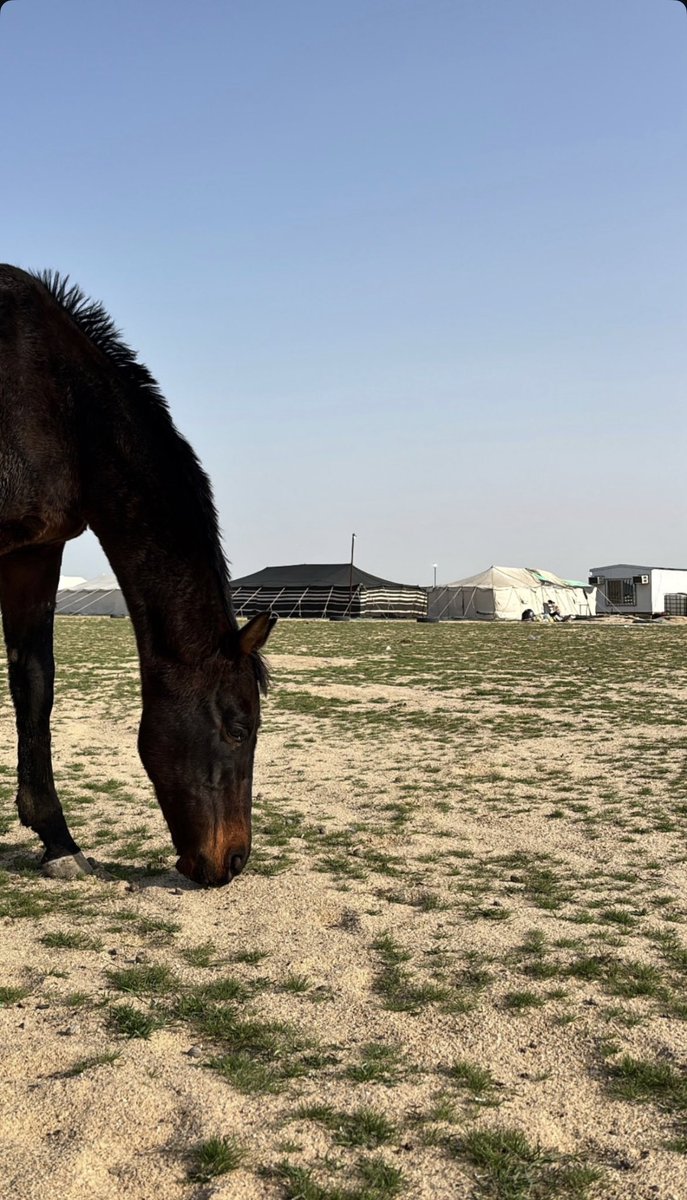 صالح الرشيد tweet media