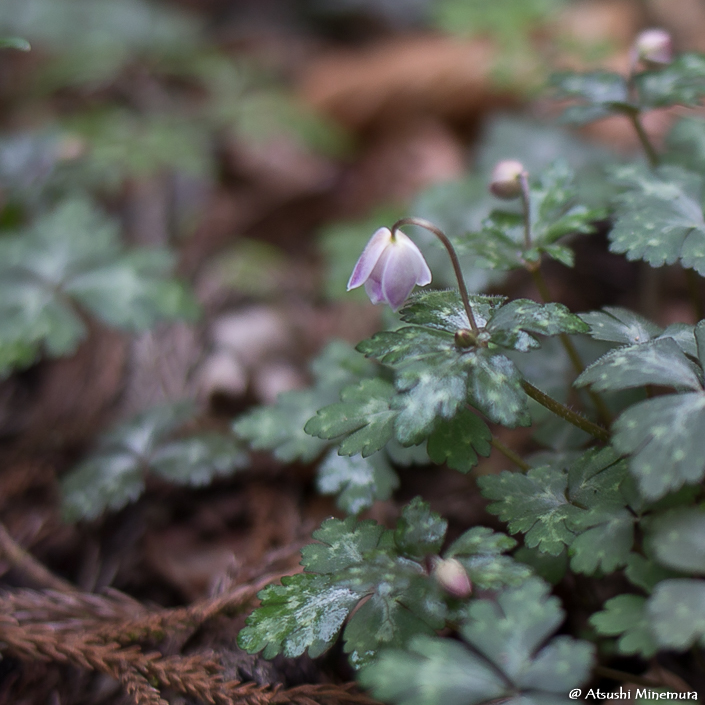 植物が好きな登山ガイド tweet media