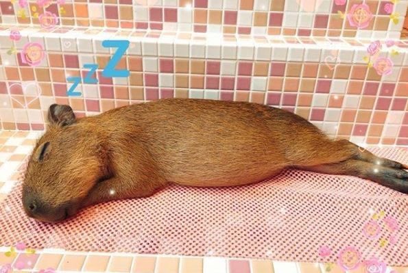 고냑이 tweet media