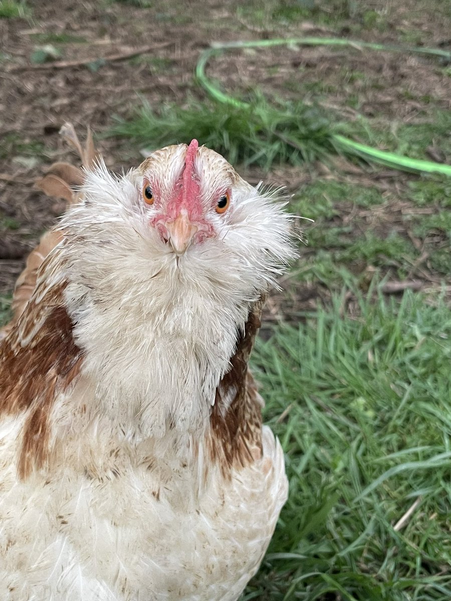 Buffy the misogynist slayer (cervix haver) tweet media