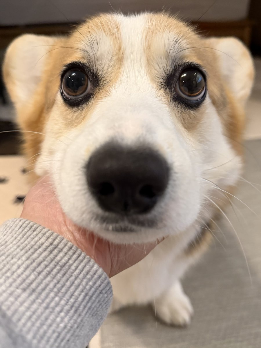 elmoelmodog tweet media