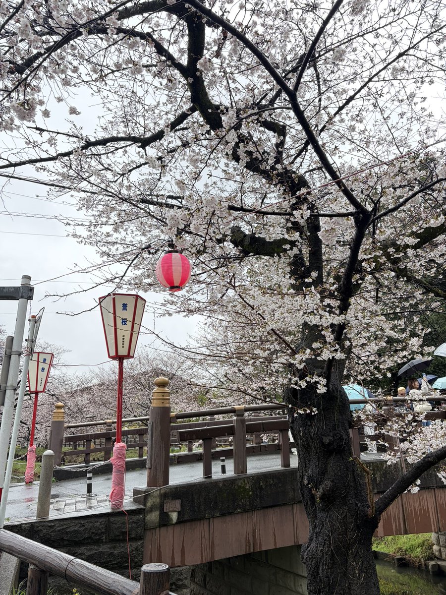 mur01k's tweet photo. 雨ですが桜を観にドライブ
川越氷川神社の裏にある新河岸川のスポットです

昼食は武州うどん、並盛なのに量の圧がすごい

#cx5
#withMazda 
#川越氷川神社
#誉桜 
#新河岸川
#武州うどん https://t.co/KPozNYs9E6