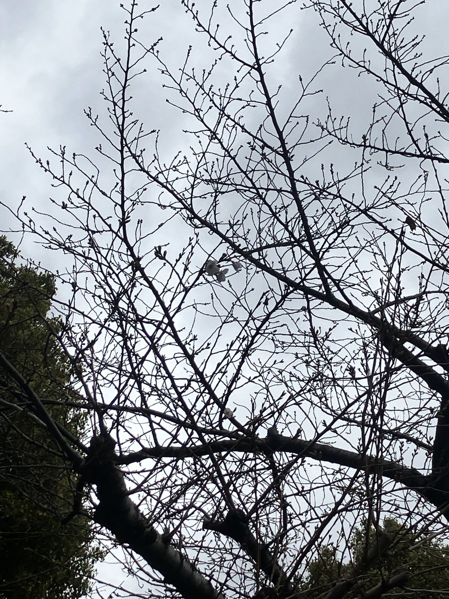 ちょっとだけ桜咲いてる🌸