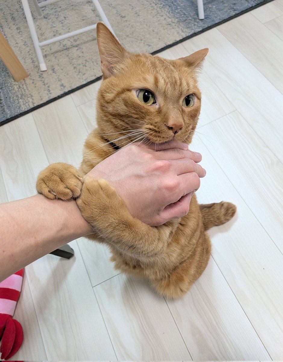 松丸 亮吾 🍥 tweet media