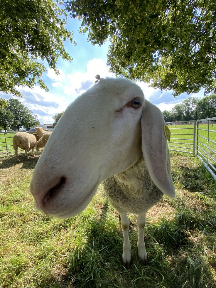 Sheep Daily 🐑 tweet media