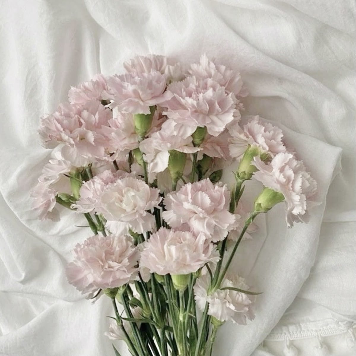 𝑒𝓋𝒾𝑒 (commissions open ! 🤍) tweet media