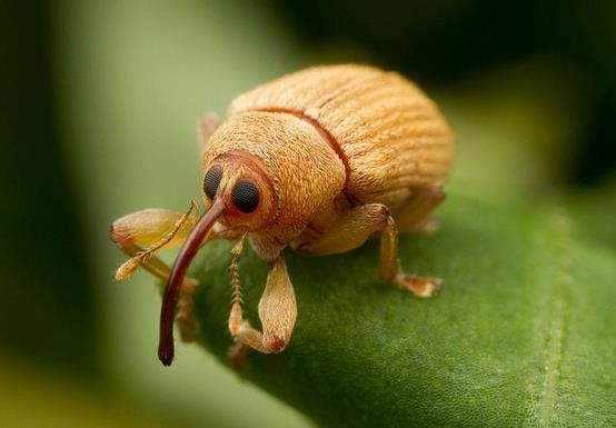 Nochi Insect Night night chat