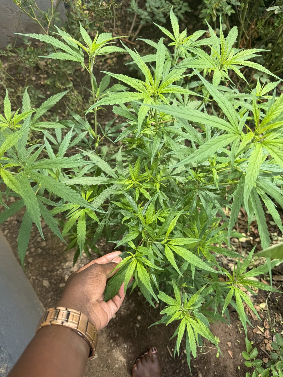 Nkiro😍 tweet media