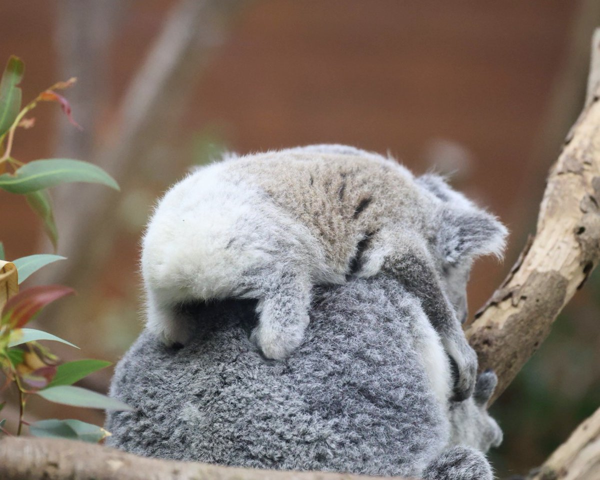 higashiyama5555's tweet photo. コアラの赤ちゃんのお尻は白くてふわふわ🐨

ミラとポル親子🐨🐨
＃埼玉県こども動物自然公園　＃コアラ https://t.co/xVdnArnJkc