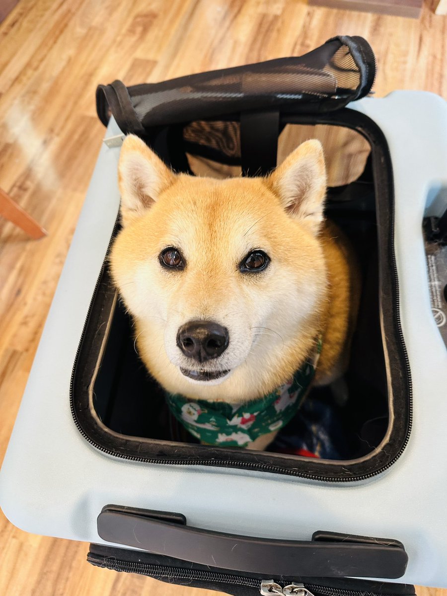 シャンプー𝐃𝐚𝐲🐶✨️

 #柴犬