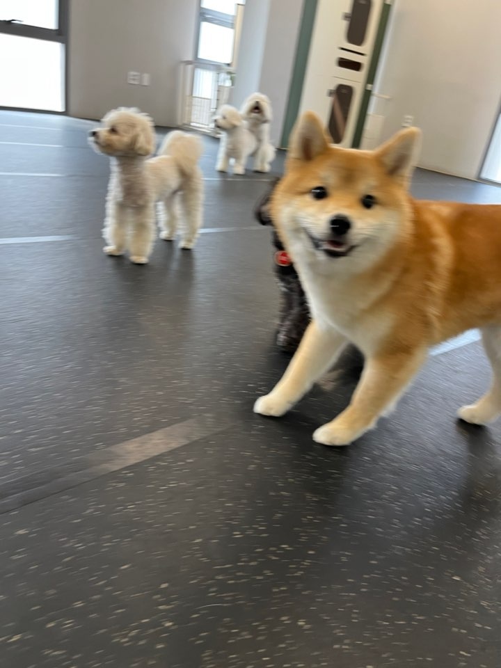 안르코 tweet media