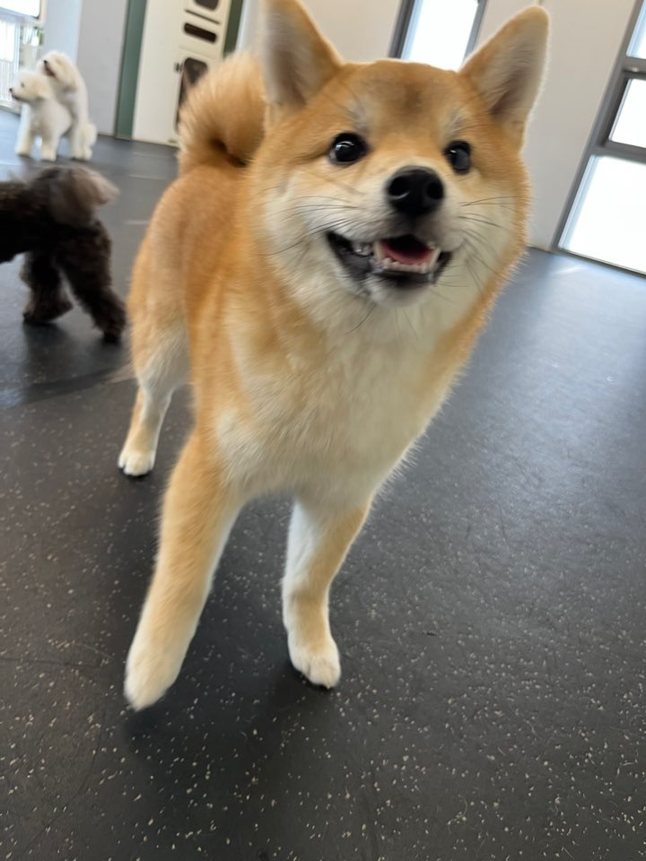 안르코 tweet media