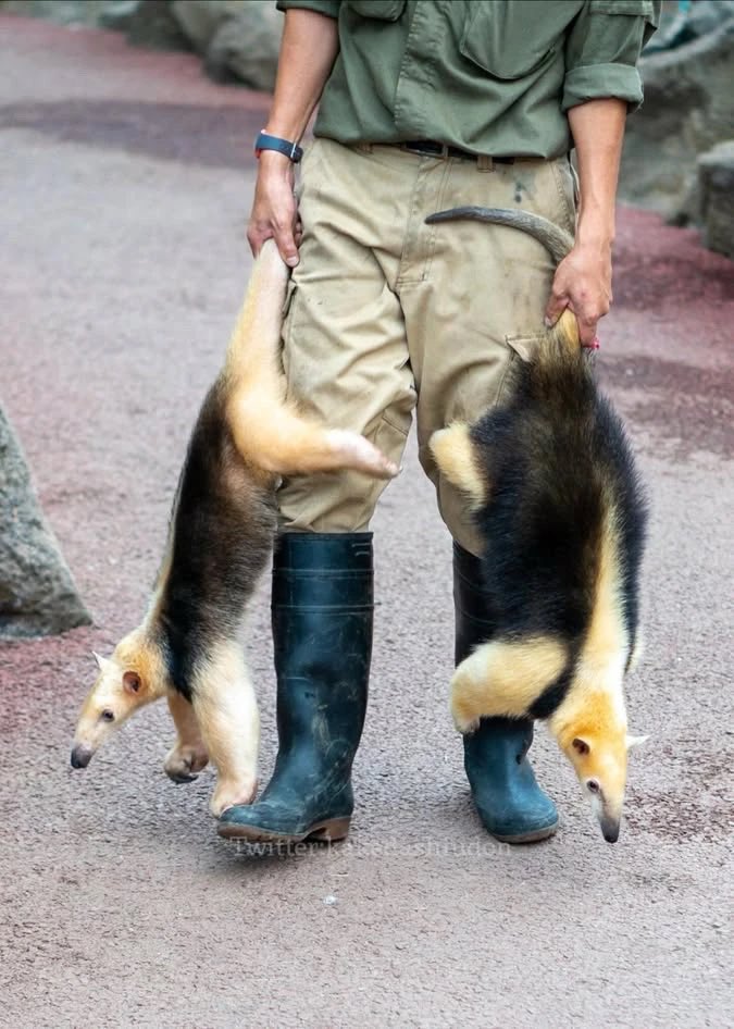 はなまるかけだしうどん tweet media