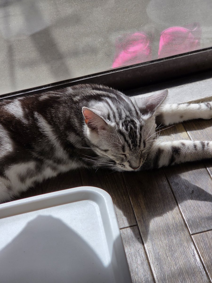 ニコリン tweet media