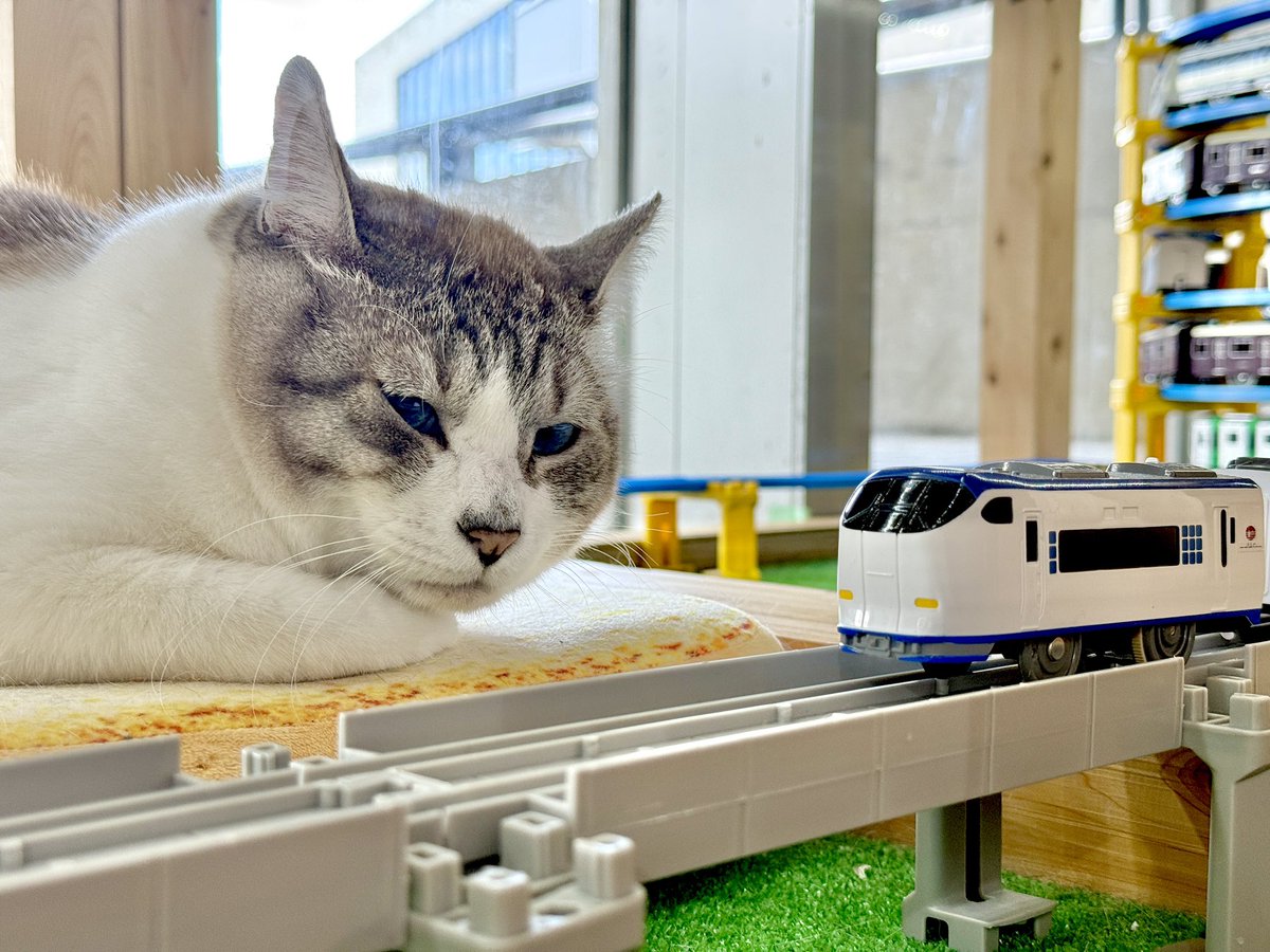 保護猫カフェ 大阪文化館・ジオラマ食堂 Cats Wonderland Osaka-bay tweet media