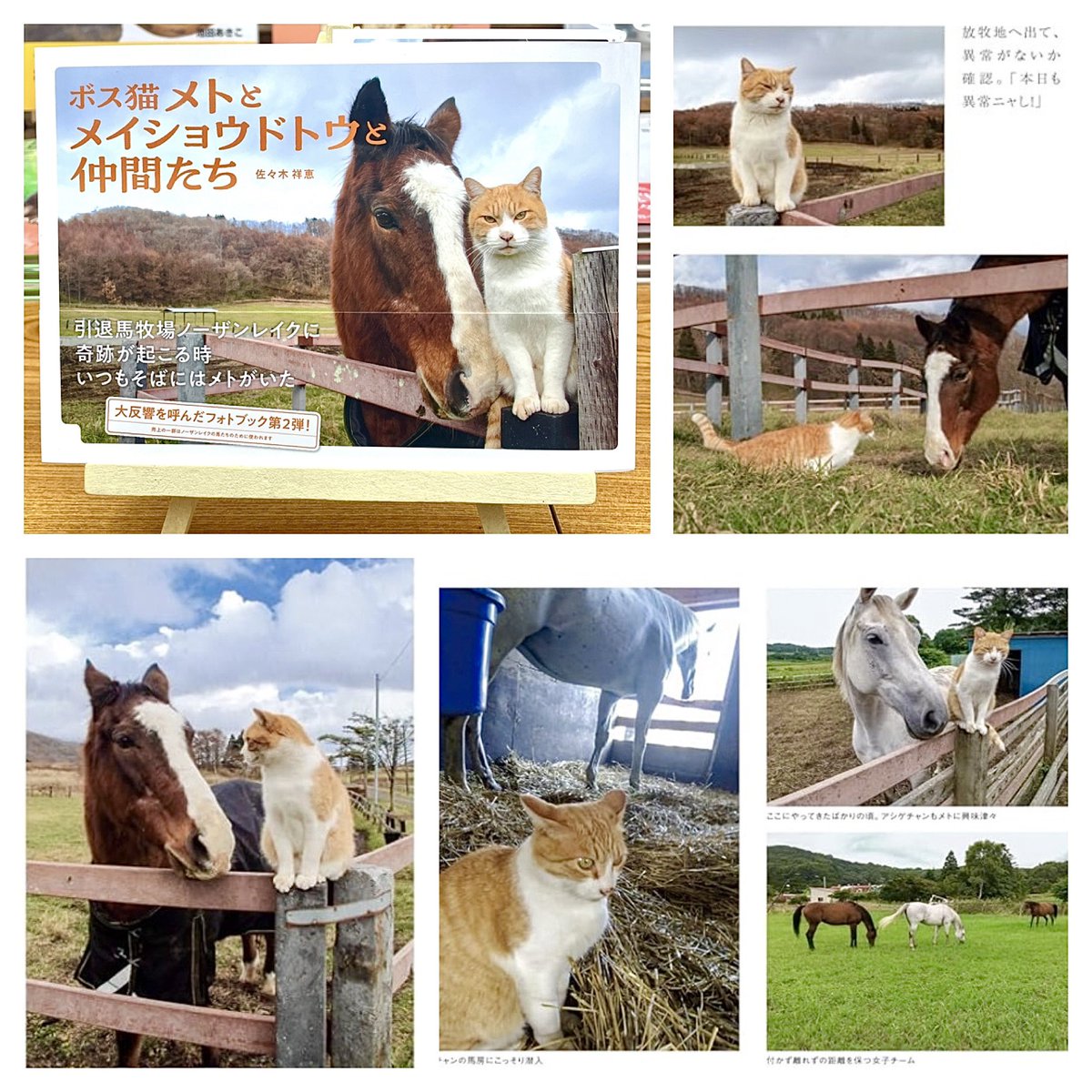 猫本専門 神保町にゃんこ堂_姉川書店 tweet media