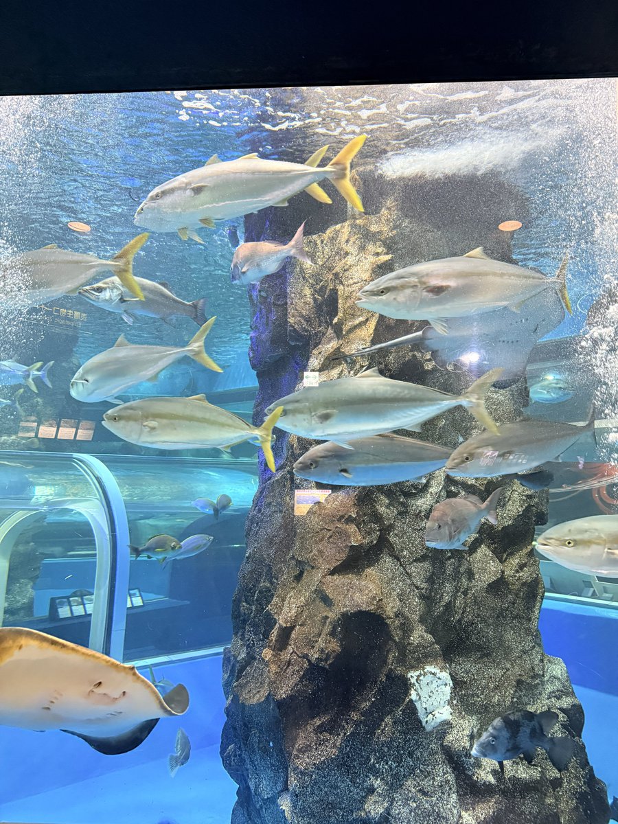 松井 祐香里👑ほくりくアイドル部 tweet media