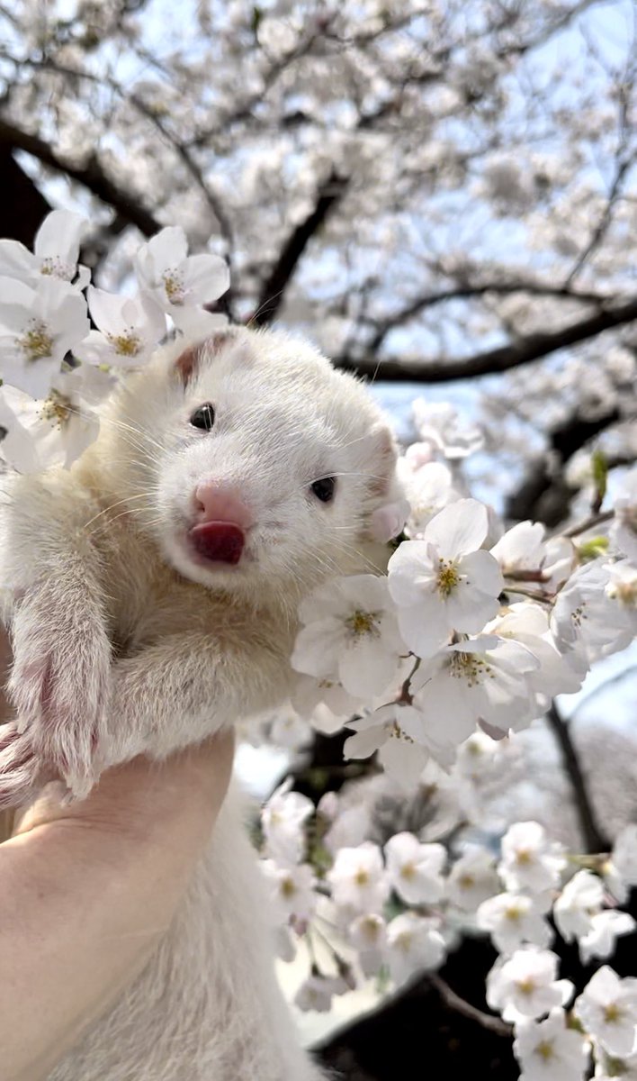 やま家(やまけ) tweet media