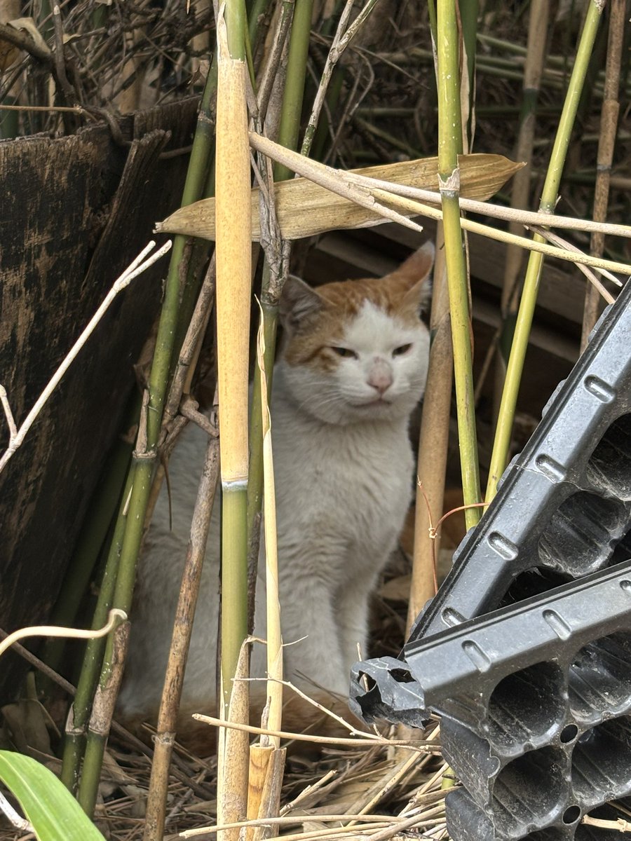 🌿동식이 입양처 찾았어요🌿 tweet media