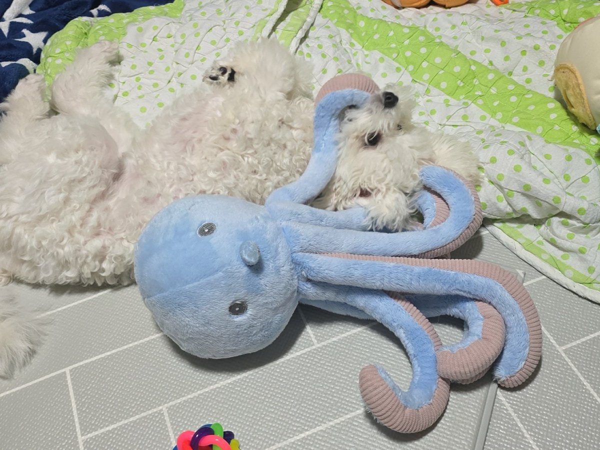 멘헤라댄힐 tweet media