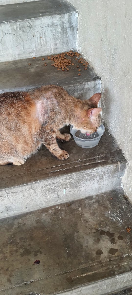 Alhamdulillah..mama cat USJ 6 mlm td  dah ada yg akn ambik hari ni.. tgh arrange pet teksi pick up n htr trus vet.. tp akk tu skrg tgh ada 3 kes kt vet,jd utk mama cat ni kita akn bantu kumpulkan dana.. harap sgt ada ramai yg sudi berkongsi rezeki dgn mama cat ni..