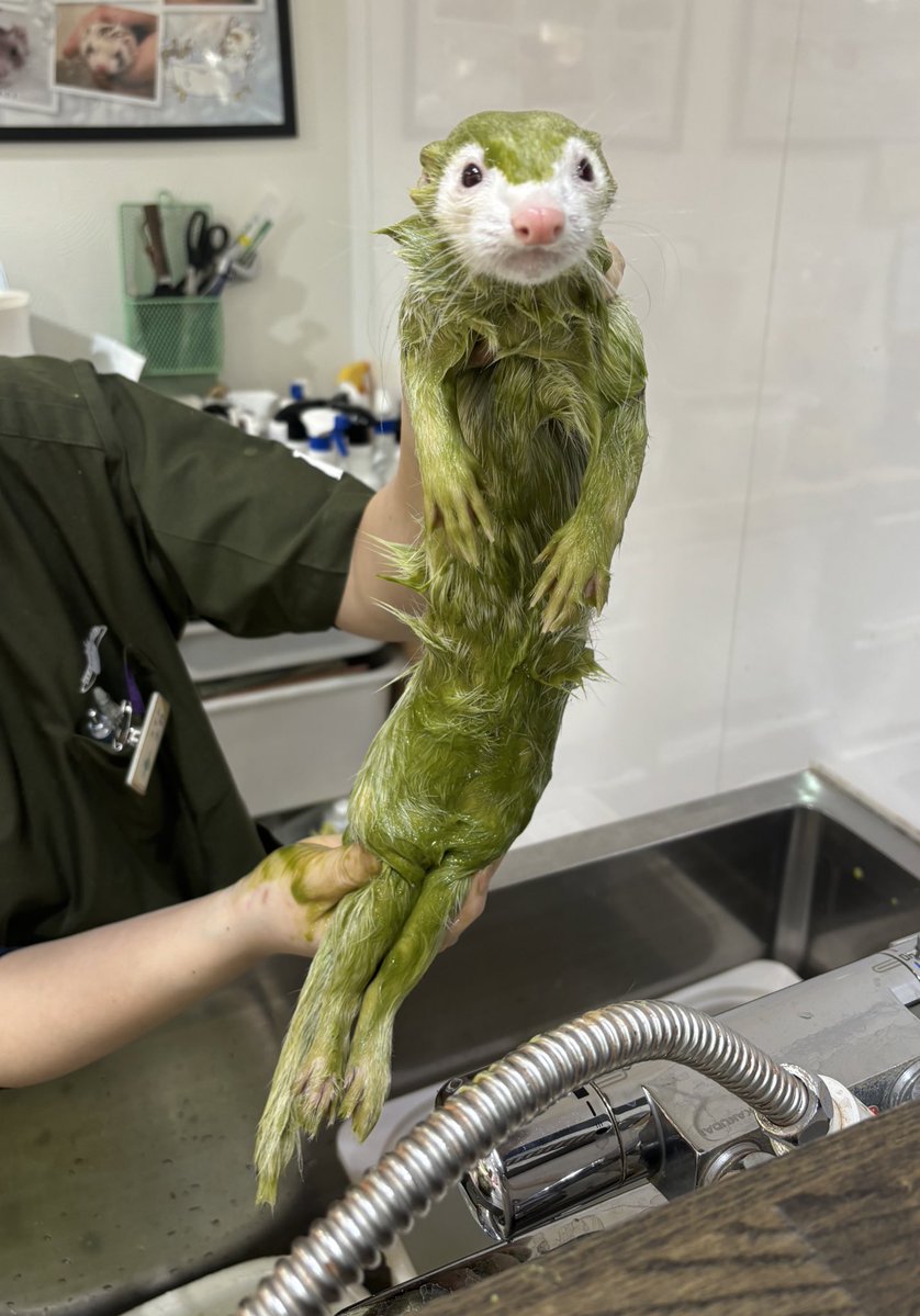 はくたん tweet media