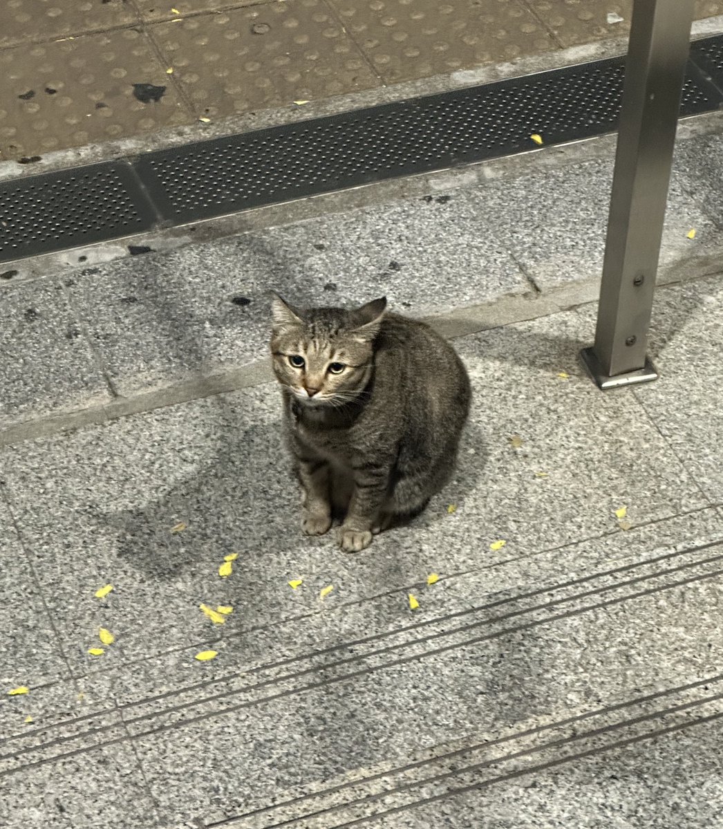 エム ||| COMMISSION OPEN ✧* tweet media