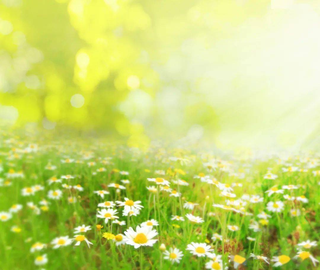 Wall Street Pepe | Official Announcements tweet media