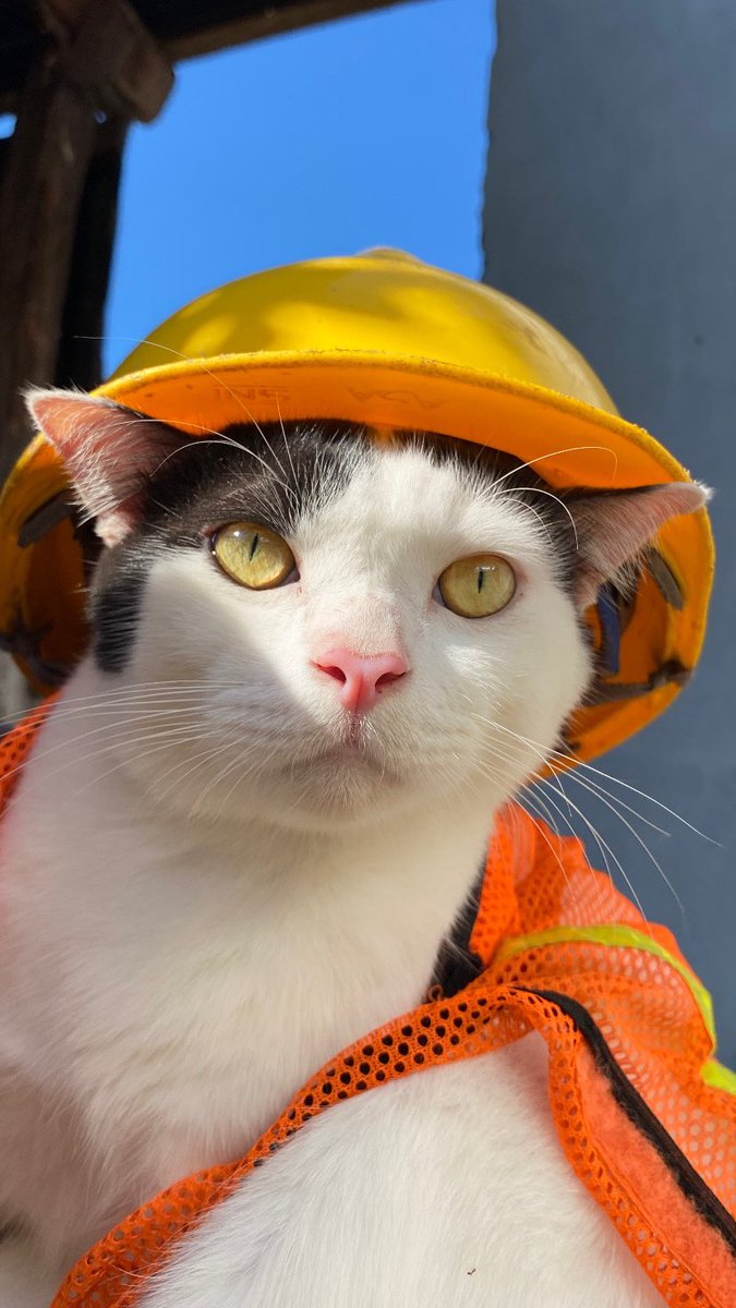 𝙋𝙤𝙣𝙞 😾 tweet media