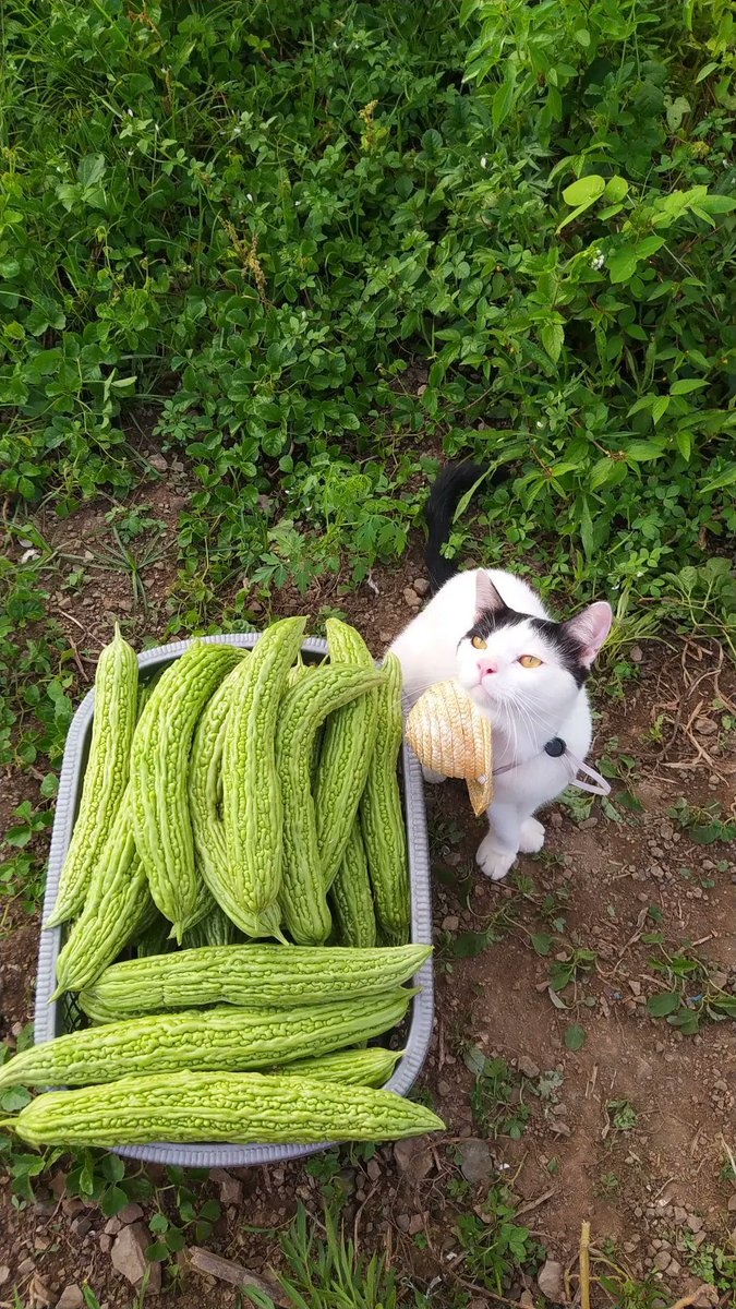 𝙋𝙤𝙣𝙞 😾 tweet media