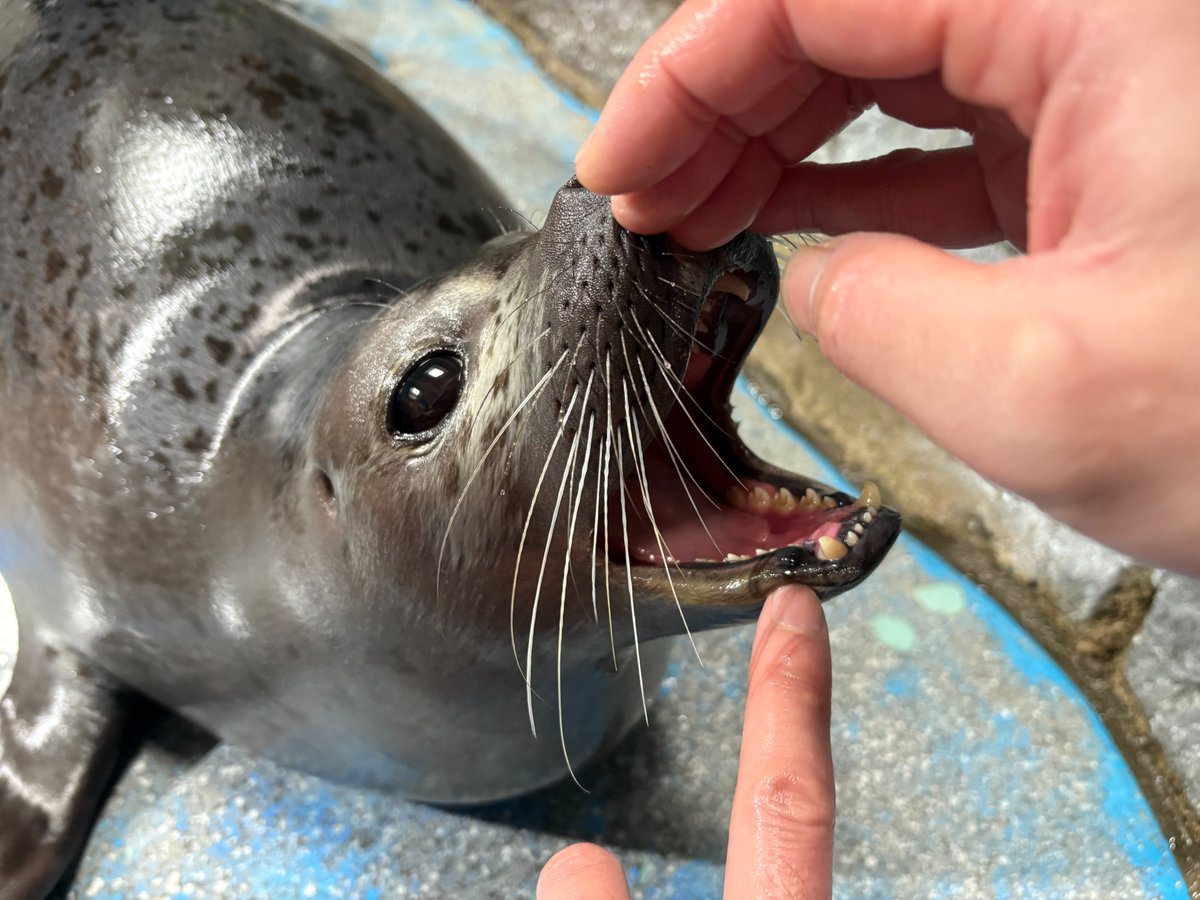 青森県営浅虫水族館【公式】 tweet media