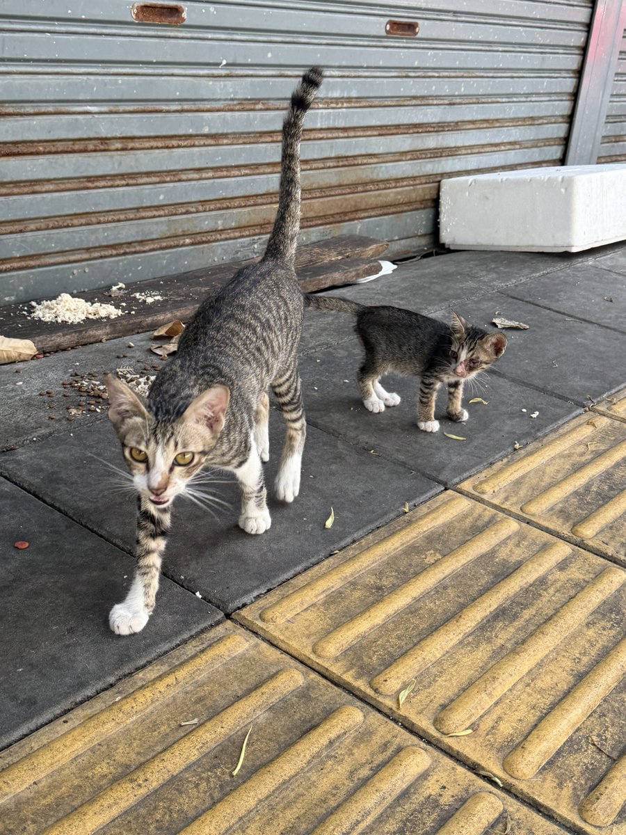 Iทg๐ เn Baทgkอk tweet media