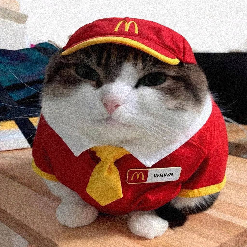 MRCOOK WAWA ARC () tweet media