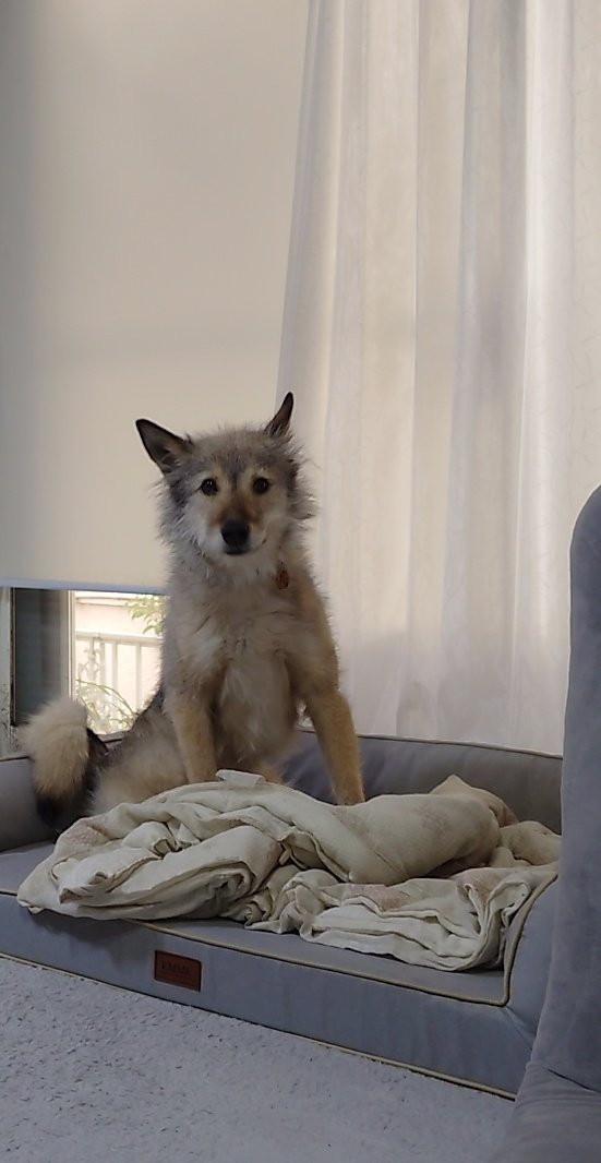 元保護犬せんりさんと世話係うめ tweet media