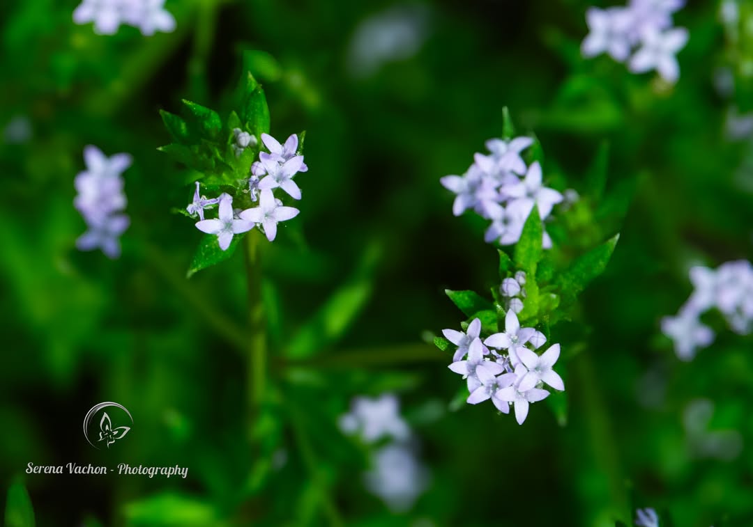 SerenaVachon's tweet image. Tiny wildflowers up close. #wildflowers #flowers #flowerphotography #FlowersOfX #nature #NaturePhotography