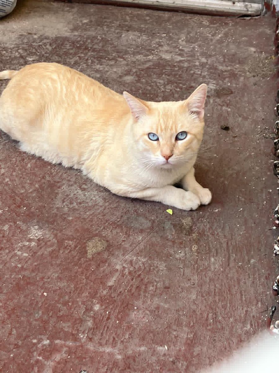 Daniela Moreno 🐋 tweet media