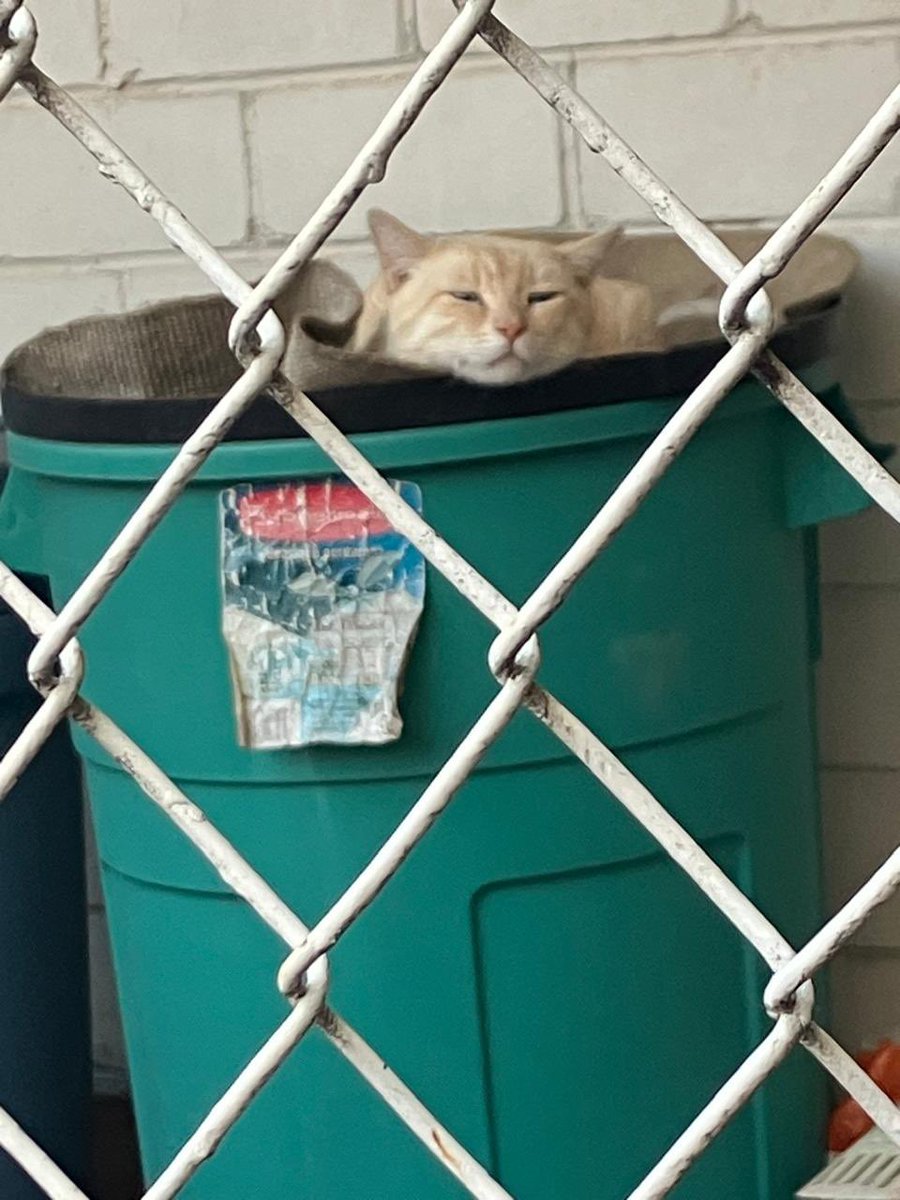 Daniela Moreno 🐋 tweet media