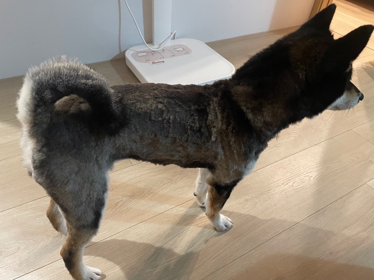 LifeInsightsX's tweet photo. 狗子被剪毛 前 vs 后 https://t.co/S5tMIKhXjv
