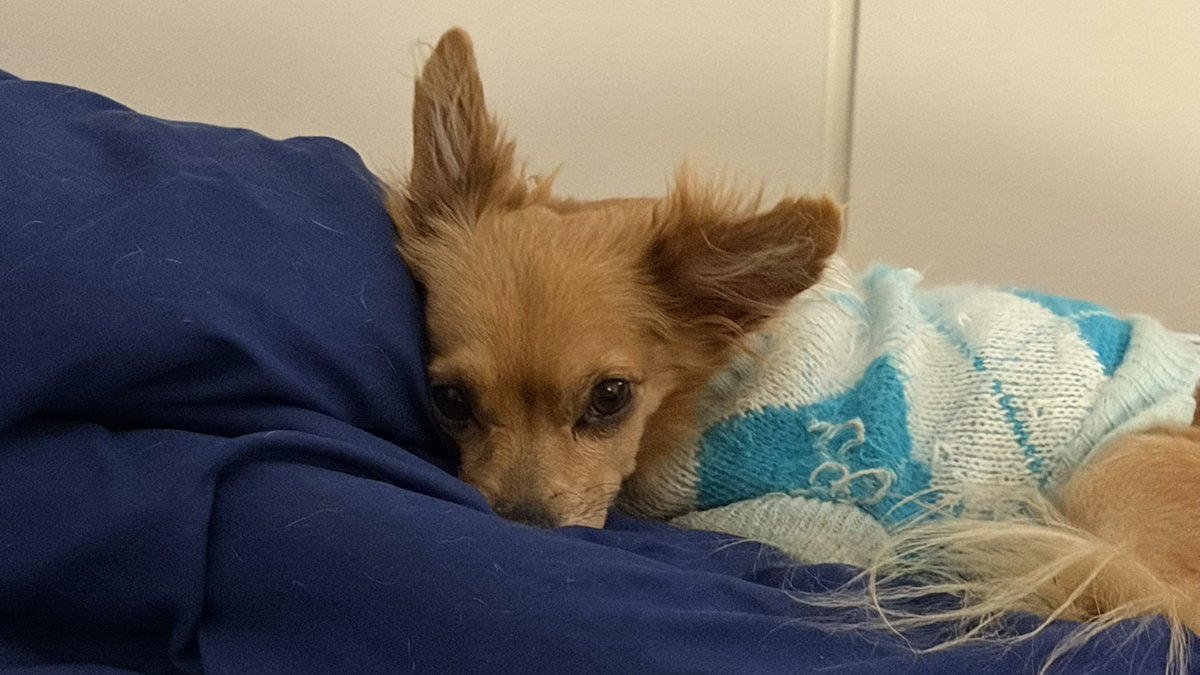 BibiSagas's tweet photo. @DrPaiwanFan Your dog looks like my Taquito https://t.co/BIep9ctt5m