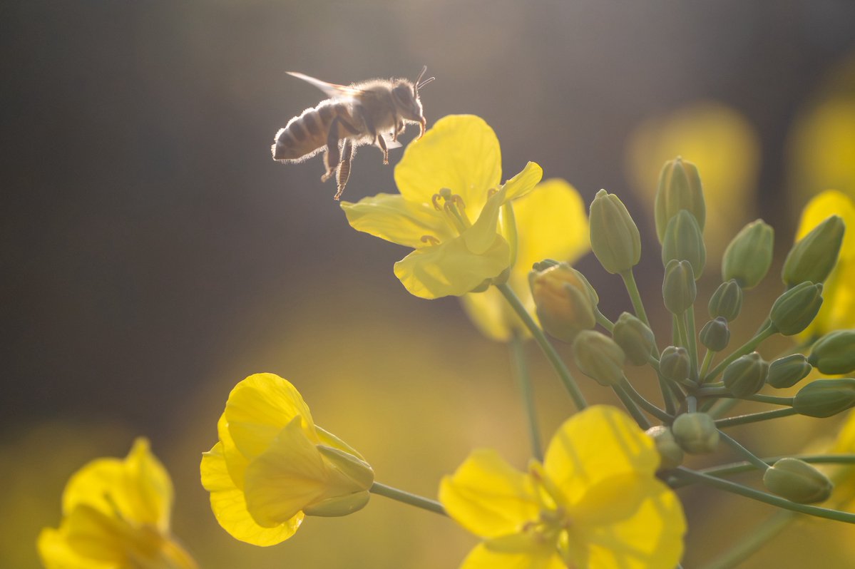 アリデッド tweet media