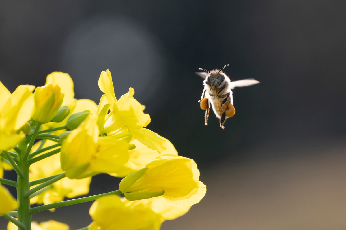 アリデッド tweet media