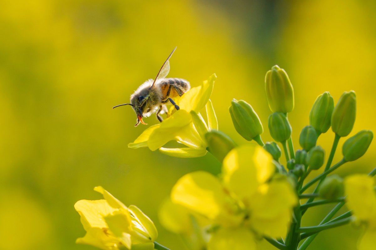 アリデッド tweet media