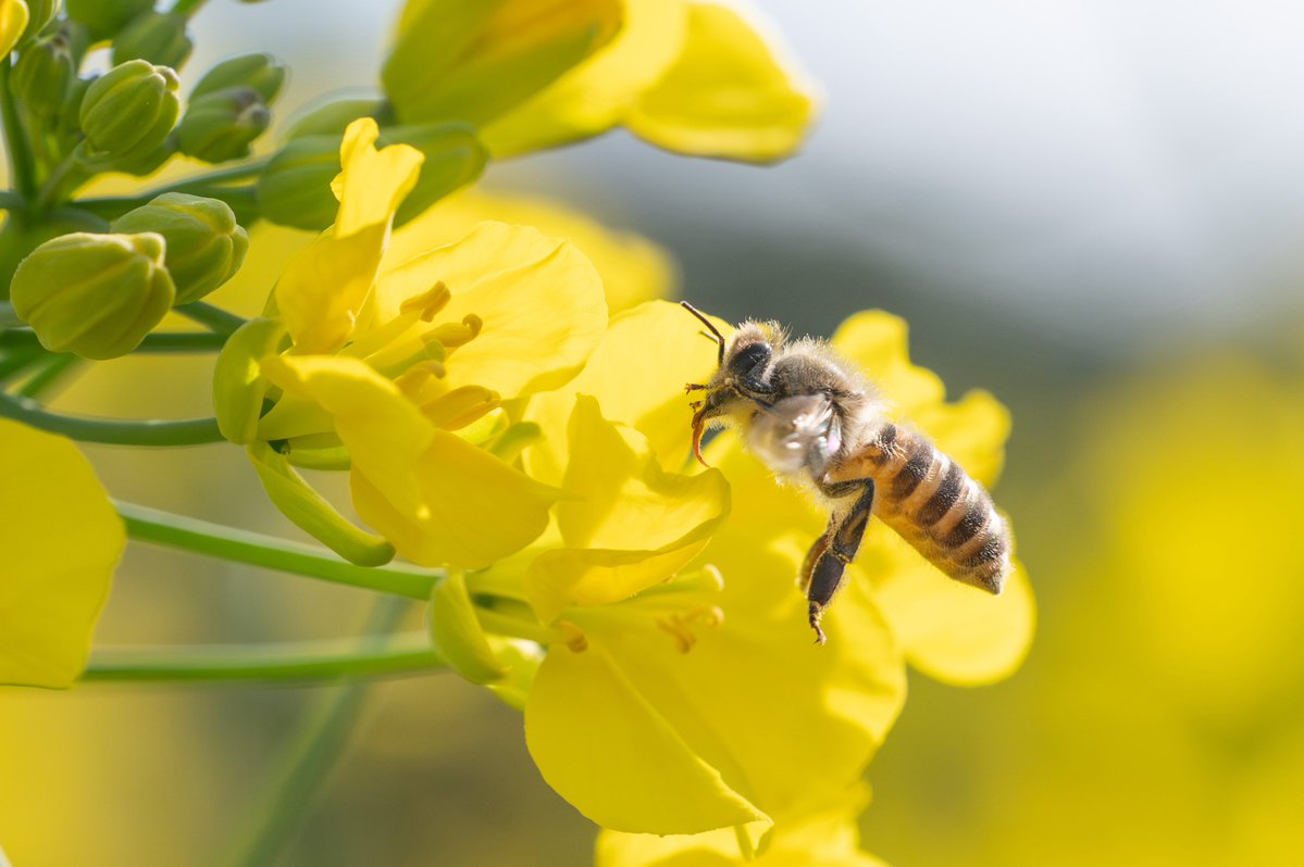 アリデッド tweet media