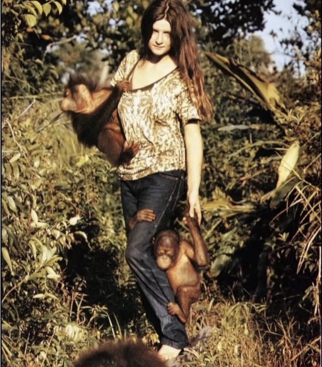 insidefolkative's tweet photo. Birute Galdikas, pejuang konservasi Orangutan meninggal dunia. https://t.co/McDALvYCc1